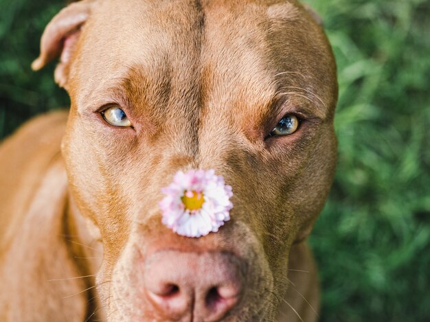 Adorável, lindo cachorrinho de cor marrom. Close-up, ao ar livre. Luz do dia. Conceito de cuidado, educação, treinamento de obediência e criação de animais de estimação