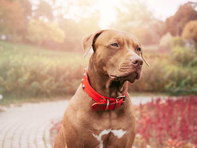 Adorável, lindo cachorrinho de cor marrom. Fechar-se