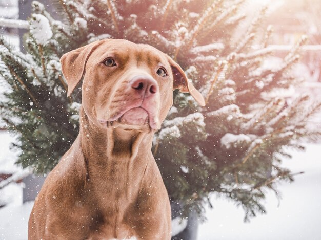 Adorável, lindo cachorrinho de cor marrom. fechar-se