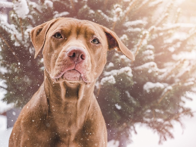 Adorável, lindo cachorrinho de cor marrom. Fechar-se