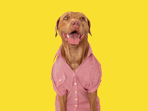 Adorável lindo cachorrinho marrom e camisa elegante