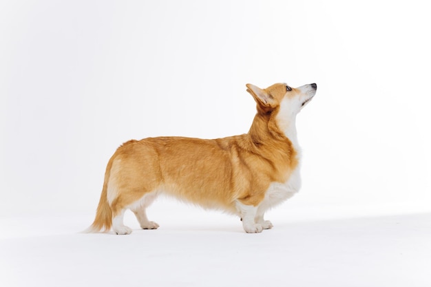 Adorável lindo Welsh Corgi Pembroke em pé sobre fundo branco e olhando para o lado A raça mais popular de cachorro