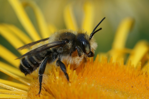 Adorável Megachile rotundata em pé sobre a flor amarela em close