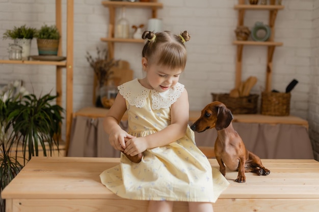 Adorável menina em um lindo vestido brinca com um cachorro dachshund na cozinha e a alimenta