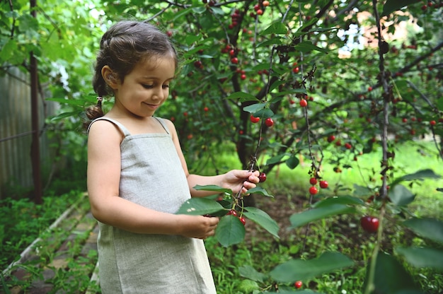 Adorável menina picjing cerejas no jardim de frutas