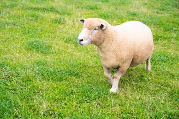 Adorável ovelhinha fofa lbaby amb na grama verde, na fazenda de animais no reino unido