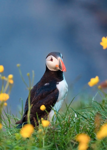 Adorável pássaro Atlantic Puffin ou Fratercula Arctica em pé com flor amarela na grama perto do penhasco no verão na Islândia