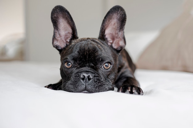 Foto adorável pequeno bulldog francês, olhando para a câmera