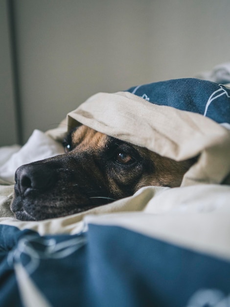 Adorável perro debajo de las sabanas de la cama