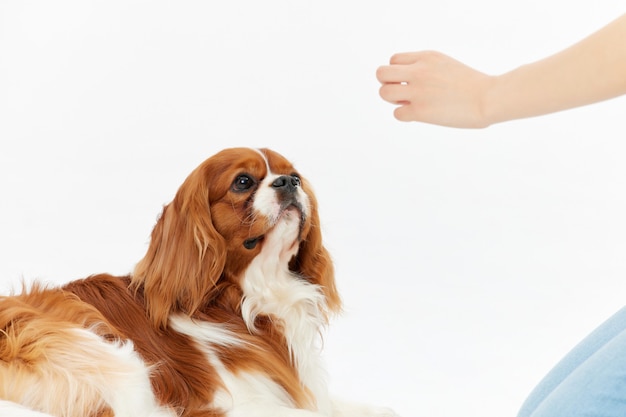 Adorável retrato a solo de cachorrinho