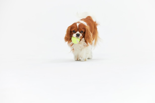 Adorável retrato a solo de cachorrinho