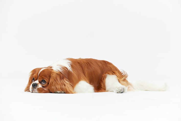 Foto adorável retrato a solo de cachorrinho