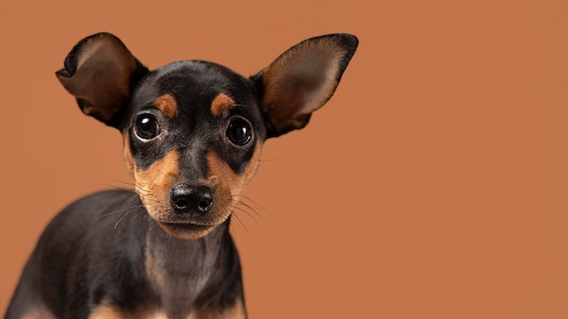 Adorável retrato de cachorro em um estúdio