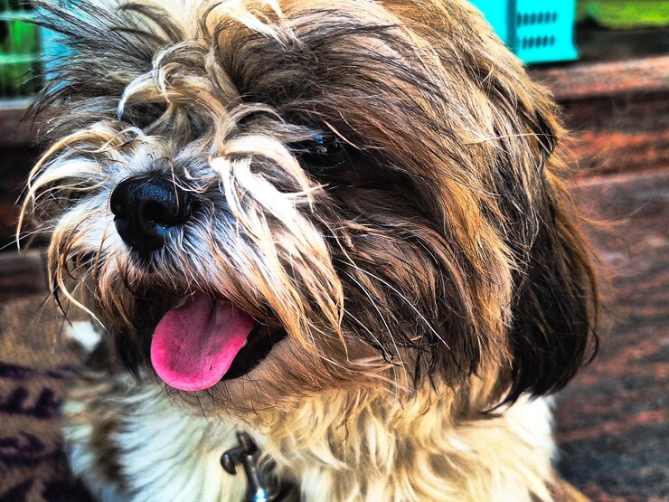 Foto adorável shih tzu