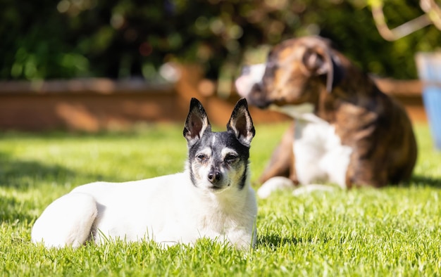 Adorável Toy Fox Terrier Dog e Boxer relaxando na grama do lado de fora