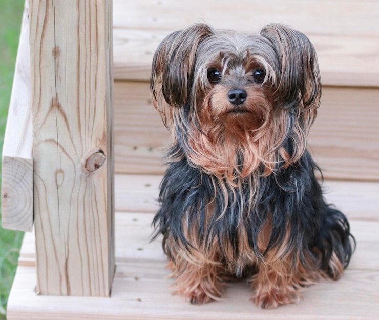 Foto adorável yorkshire terrier mix cachorro com expressões bonitas