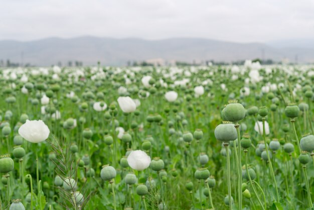 Foto la adormidera. papaver somniferum l, papaveraceae, jatropha multifida l, euphorbiaceae