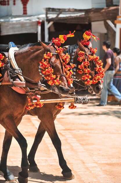 Adornos en la cabeza de los caballos de carruaje