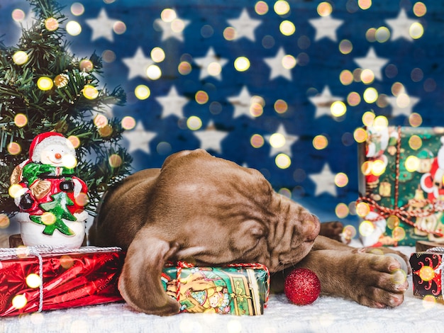 Adornos navideños y adorable, lindo cachorro de color marrón, durmiendo sobre una manta blanca. Primer plano, interior, sin gente. Foto de estudio. Felicitaciones para familiares, parientes, amigos y colegas.