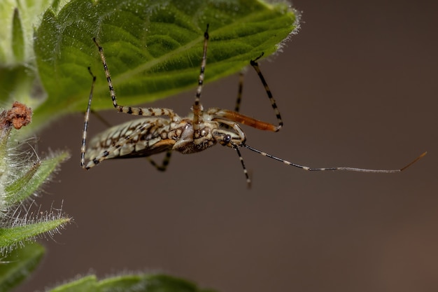 Adult Assassin Bug der Art Cosmoclopius nigroannulatus