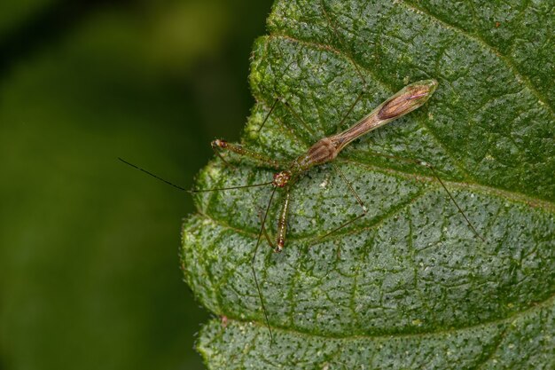 Adult Assassin Bug der Gattung Bactrodes