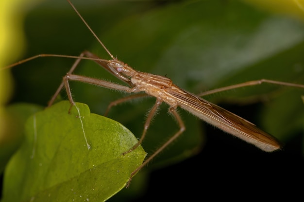 Adult Assassin Bug der Gattung Doldina