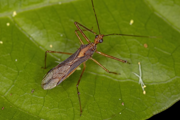 Adult Assassin Bug der Gattung Repipta