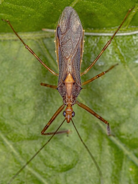 Adult Assassin Bug der Gattung Repipta