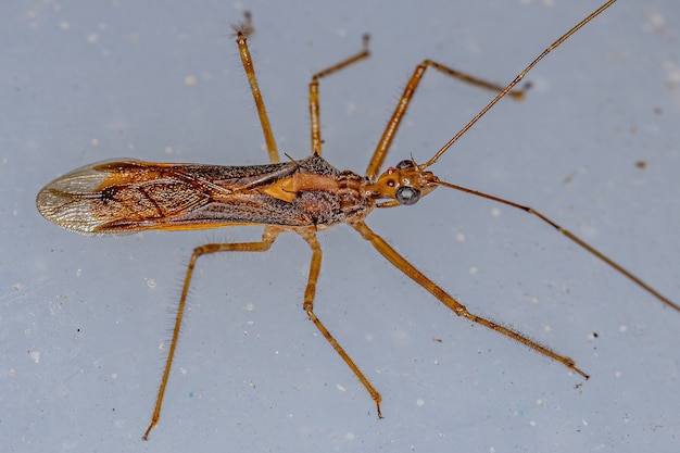 Adult Assassin Bug der Gattung Repipta