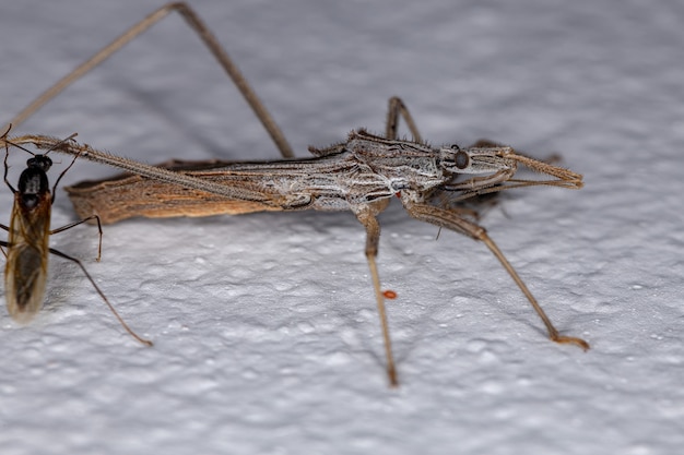 Adult Assassin Bug der Gattung Stenopoda