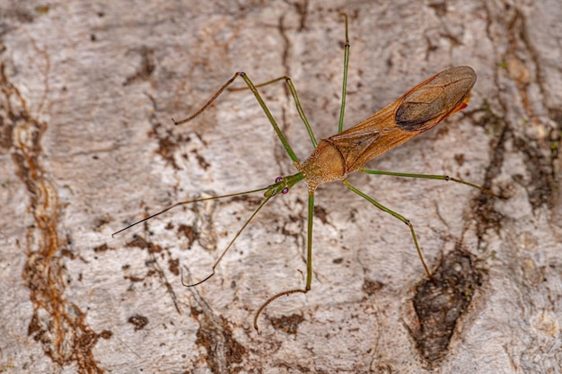 Adult Assassin Bug der Gattung Zelus