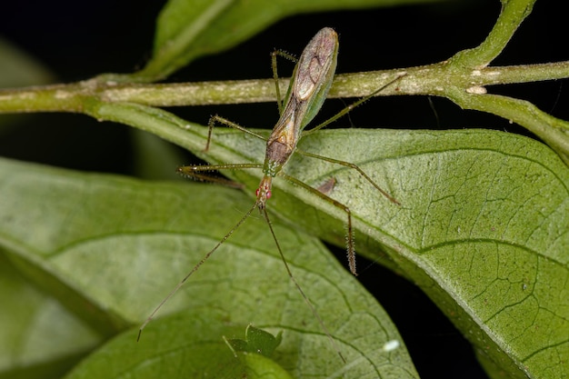 Adult Assassin Bug of the Tribe Harpactorini