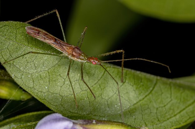 Adult Assassin Bug of the Tribe Harpactorini