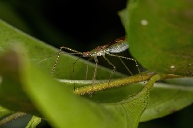 Adult Assassin Bug of the Tribe Harpactorini