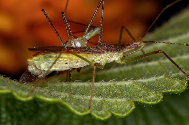 Adult Assassin Bugs der Gattung Zelus kopulieren