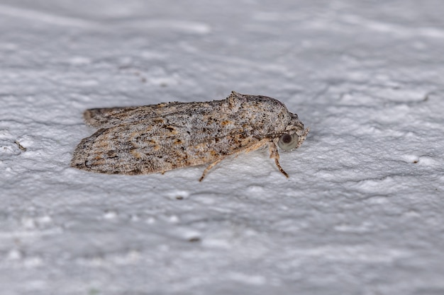 Adult Black-Olive Raupe Motte der Art Garella nilotica