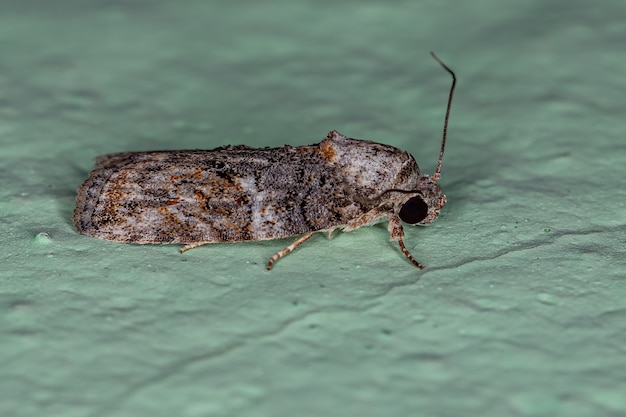 Adult Black-Olive Raupe Motte der Art Garella nilotica