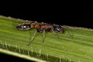 Foto adult female twig ant