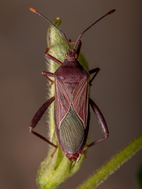 Adult Leaf-footed Bug der Art Athaumastus haematicus