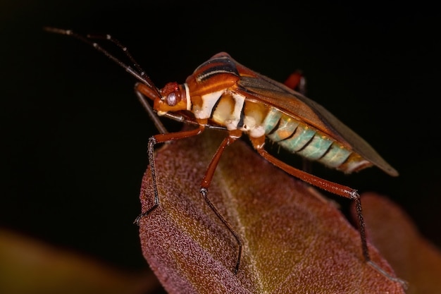 Adult Leaf-footed Bug der Art Hypselonotus interruptus