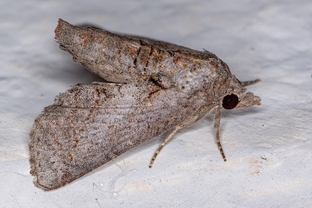 Adult Moth Insekt der Ordnung Lepidoptera