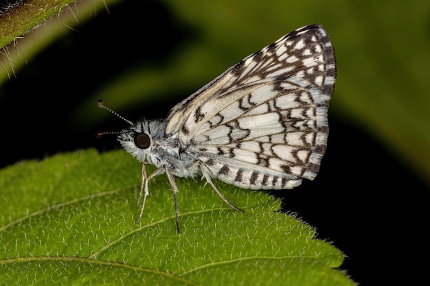 Adult Orcus Checkered-Skipper Moth Insekt der Art Burnsius orcus