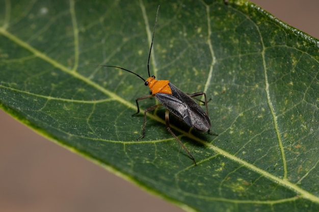 Adult Plant Bug des Stammes Resthenini