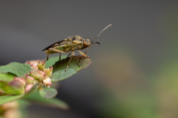 Adult Scentless Plant Bug der Familie Rhopalidae