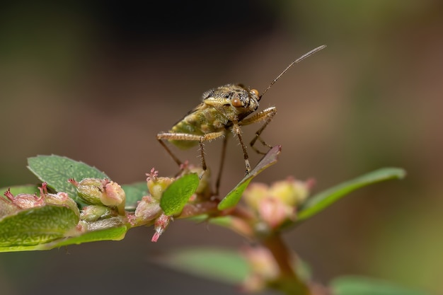 Adult Scentless Plant Bug der Familie Rhopalidae