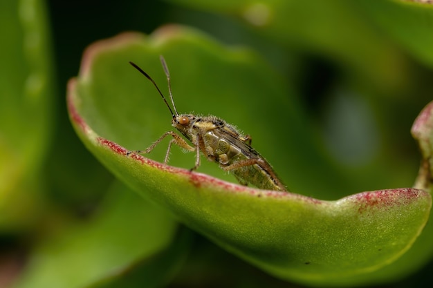 Adult Scentless Plant Bug der Familie Rhopalidae