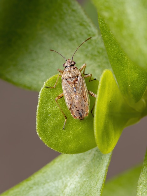Adult Seed Bug der Unterfamilie Orsillinae auf einer Portulakpflanze der Art Portulaca oleracea