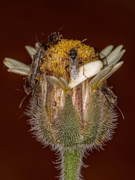 Adult Seed Bug