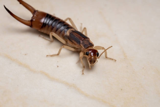 Adult Shore Earwig der Art Labidura riparia