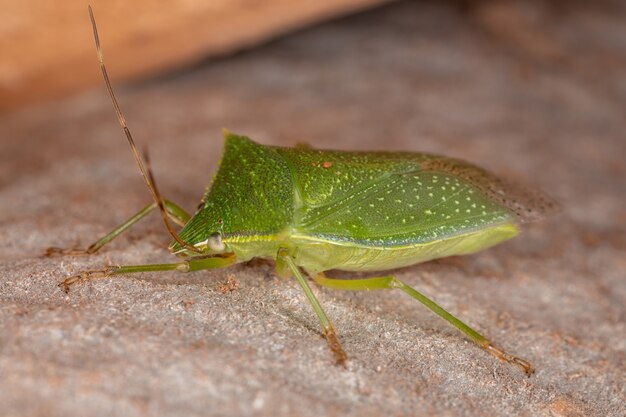 Adult Stink Bug der Gattung Loxa